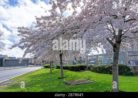 Un groupe de cerisiers en fleurs près de la gare de Heuston, Dublin, Irlande. Banque D'Images