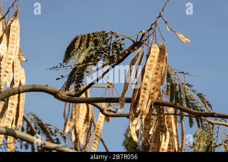 Photo de feuilles séchées de l'arbre Robinia pseudoacacia. Ciel bleu en arrière-plan. Banque D'Images