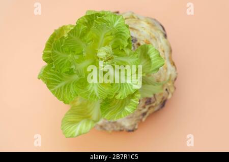 La vieille tête de chou de lui pousse une nouvelle vue de dessus de sprint. Broché le chou sur un fond beige. Jeunes feuilles de chou blanc. Germe germé à partir d'un c Banque D'Images
