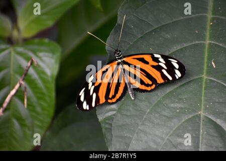 Tigre d'Ismaenius papillon dans une véranda de papillon, Costa Rica Banque D'Images