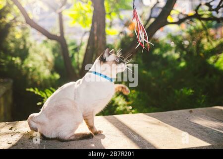 Un chat maison sur une laisse dans le jardin. Chat mâle à œil bleu de la queue de Mékong de race. Magnifique chat Mekongsky Bobtail. animal sur une laisse. Le chat marche Banque D'Images