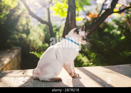 Le chat siamois mâle Mekong Bobtail se reproduit à l'extérieur dans un parc. Le chat marche avec une laisse bleue dans l'arrière-cour. Thème de la marche pour animaux de compagnie. Chat domestique sur un Banque D'Images