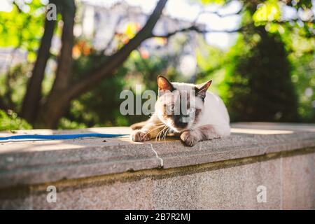 Le chat siamois mâle Mekong Bobtail se reproduit à l'extérieur dans un parc. Le chat marche avec une laisse bleue dans l'arrière-cour. Thème de la marche pour animaux de compagnie. Chat domestique sur un Banque D'Images