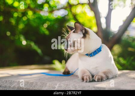 Le chat siamois mâle Mekong Bobtail se reproduit à l'extérieur dans un parc. Le chat marche avec une laisse bleue dans l'arrière-cour. Thème de la marche pour animaux de compagnie. Chat domestique sur un Banque D'Images