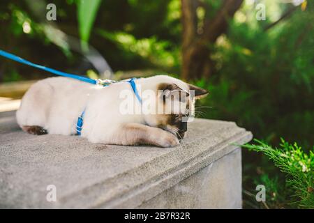 Le chat siamois mâle Mekong Bobtail se reproduit à l'extérieur dans un parc. Le chat marche avec une laisse bleue dans l'arrière-cour. Thème de la marche pour animaux de compagnie. Chat domestique sur un Banque D'Images