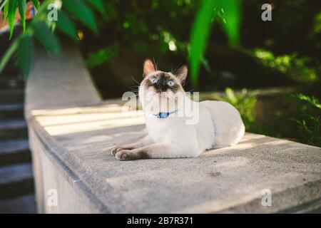 Le chat siamois mâle Mekong Bobtail se reproduit à l'extérieur dans un parc. Le chat marche avec une laisse bleue dans l'arrière-cour. Thème de la marche pour animaux de compagnie. Chat domestique sur un Banque D'Images