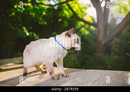 Le chat siamois mâle Mekong Bobtail se reproduit à l'extérieur dans un parc. Le chat marche avec une laisse bleue dans l'arrière-cour. Thème de la marche pour animaux de compagnie. Chat domestique sur un Banque D'Images