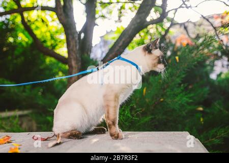 Le chat siamois mâle Mekong Bobtail se reproduit à l'extérieur dans un parc. Le chat marche avec une laisse bleue dans l'arrière-cour. Thème de la marche pour animaux de compagnie. Chat domestique sur un Banque D'Images