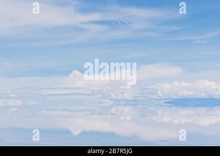 Une journée d'exploration sur Uyuni Salt Flat, montre des reflets incroyables du ciel et un grop inattendu d'oiseaux, de telles belles images s'étendent sur un horizon infini Banque D'Images