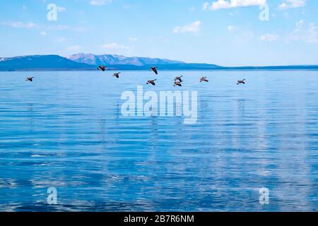 Oies sauvages (branta canadensis) entrant pour un lac d'atterrissage à Yellowstone en été avec espace de copie Banque D'Images