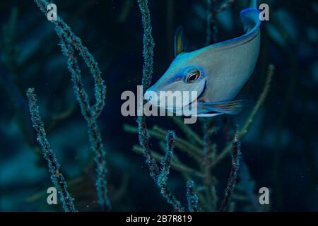 Un tangg bleu explore le récif de Bonaire, aux Pays-Bas. Banque D'Images