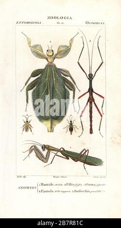 Mantis européen, Mantis religiosa 1, insecte foliaire, Phyllium siccifolium 2, insecte de bâton, Phasma gigas 3, cafard dusky, Ectobius lapponicus 4, et perruque, Forficula paralela 5. Gravure à la main de la copie en papier du Dizionario delle Scienze Naturali de Jussieu, Dictionnaire des sciences naturelles, Florence, Italie, 1837. Illustration gravée par Verico, dessinée par Jean Gabriel Pretre et publiée par Batelli e Figli. Turpin (1775-1840) est considéré comme l'un des plus grands illustrateurs botaniques français du XIXe siècle. Banque D'Images