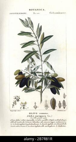 Olivier, Olea europaea. Gravure à la main de la copie en papier du Dizionario delle Scienze Naturali de Jussieu, Dictionnaire des sciences naturelles, Florence, Italie, 1837. Illustration gravée par A. Bozza, dessinée et dirigée par Pierre Jean-François Turpin, et publiée par Batelli e Figli. Turpin (1775-1840) est considéré comme l'un des plus grands illustrateurs botaniques français du XIXe siècle. Banque D'Images