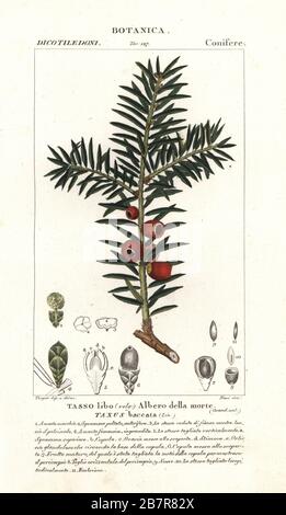 Arbre à mâcher européen, Taxus baccata. Gravure à la main de la copie en papier du Dizionario delle Scienze Naturali de Jussieu, Dictionnaire des sciences naturelles, Florence, Italie, 1837. Illustration gravée par Nasi, dessinée et dirigée par Pierre Jean-François Turpin, et publiée par Batelli e Figli. Turpin (1775-1840) est considéré comme l'un des plus grands illustrateurs botaniques français du XIXe siècle. Banque D'Images