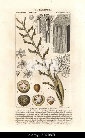 Véritable palmier sagu sagu, Metroxylon. Gravure en copperplate aux couleurs vives du Dizionario delle Scienze Naturali d'Antoine Laurent de Jussieu, Dictionnaire des sciences naturelles, Florence, Italie, 1837. Illustration gravée par Madame Massard, dessinée et dirigée par Pierre Jean-François Turpin, et publiée par Batelli e Figli. Turpin (1775-1840) est considéré comme l'un des plus grands illustrateurs botaniques français du XIXe siècle. Banque D'Images