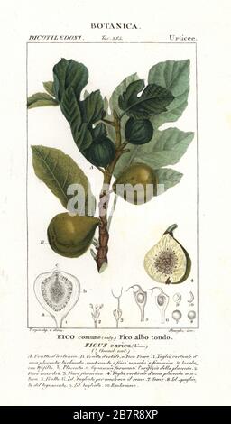 Arbre de la Fig, Ficus carica, montrant des fruits mûrs et mûrs sur une branche, et section à travers des fruits. Gravure en copperplate aux couleurs vives du Dizionario delle Scienze Naturali d'Antoine Laurent de Jussieu, Dictionnaire des sciences naturelles, Florence, Italie, 1837. Illustration gravée par Stanghi, dessinée et dirigée par Pierre Jean-François Turpin, et publiée par Batelli e Figli. Turpin (1775-1840) est considéré comme l'un des plus grands illustrateurs botaniques français du XIXe siècle. Banque D'Images