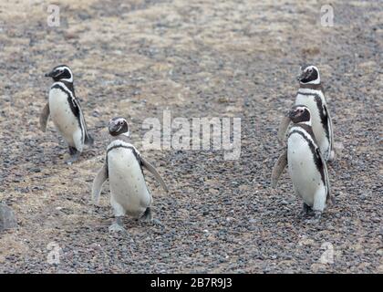 Quatre pingouins magellaniques défilent à travers la Punta Tombo Argentine Banque D'Images