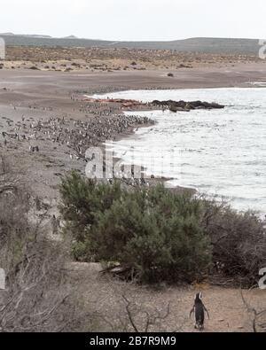 Les pingouins s'alignent sur le rivage de Punta Tombo en Argentine Banque D'Images