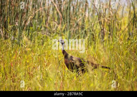 Sauvage osceola Turquie sauvage Meleagris gallopavo osceola dans les bois du parc national de Myakka à Sarasota, en Floride Banque D'Images