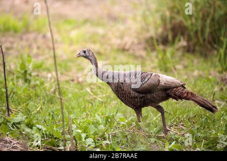 Sauvage osceola Turquie sauvage Meleagris gallopavo osceola dans les bois du parc national de Myakka à Sarasota, en Floride Banque D'Images