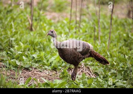 Sauvage osceola Turquie sauvage Meleagris gallopavo osceola dans les bois du parc national de Myakka à Sarasota, en Floride Banque D'Images