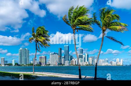 Horizon de Miami avec palmiers Banque D'Images