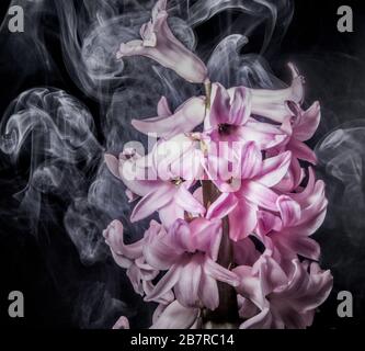 Cliché abstrait d'un bouquet de fleurs de jacinthe en perles roses sur fond noir avec fumée blanche Banque D'Images