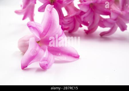Gros plan extrême d'une fleur de jacinthe rose avec des gouttelettes d'eau, sur une surface blanche Banque D'Images