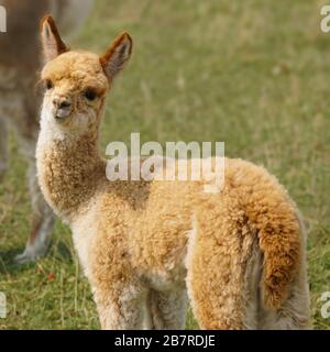 Un beau bébé à tête rouge alpaga profitant d'une belle journée de fin d'été. Banque D'Images