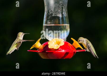 Deux colibris plantant près d'un oiseau rouge Banque D'Images