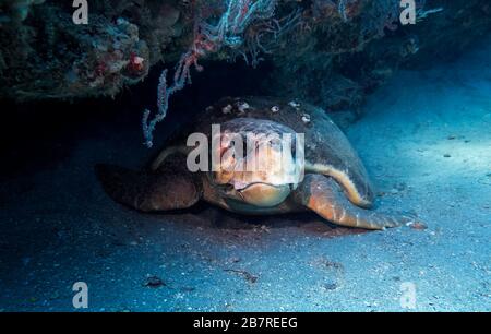 Vue complète du corps d'une tortue de mer (Caretta caretta) reposant sur le fond de la mer, Jupiter, Floride, États-Unis, Océan Atlantique, couleur Banque D'Images