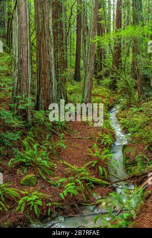 Séquoias, ruisseau Webb, ravin raide, parc national du mont Tamalpais, comté de Marin, Californie Banque D'Images