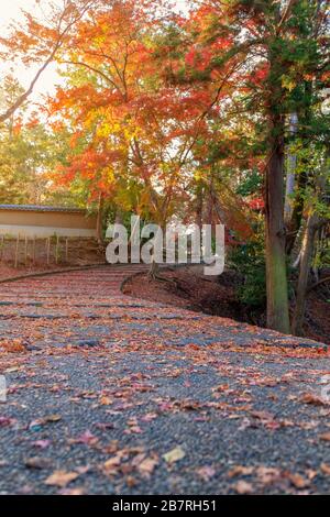 Gros plan de la trajectoire avec des feuilles d'arbre rouges et jaunes couvrir en automne Banque D'Images