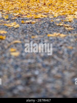 Gros plan image de la rue avec des feuilles de ginko jaune couverture en automne Banque D'Images