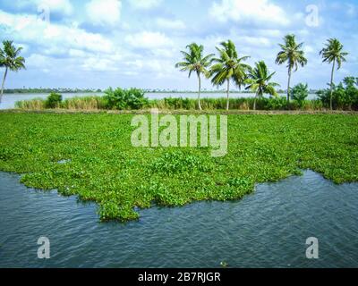 Célèbres eaux de fond d'Alleppey aka alappuzha à Kerala, en Inde Banque D'Images