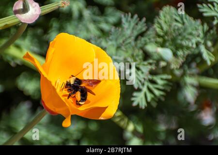 Gros plan sur Bumblebee pollinisant un coquelicot de Californie (Eschschozia californica), San Jose, baie sud de San Francisco, San Jose, Californie Banque D'Images