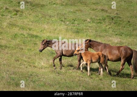 Kaimanawa chevaux sauvages mare et foal Banque D'Images