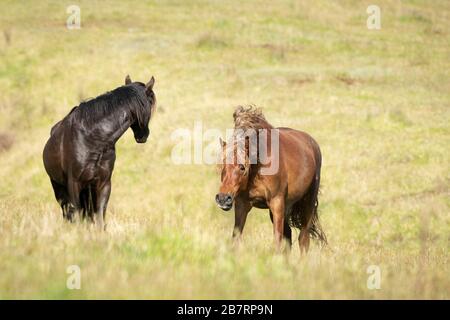 Les jeunes chevaux sauvages de Kaimanawa secouent leurs manes Banque D'Images