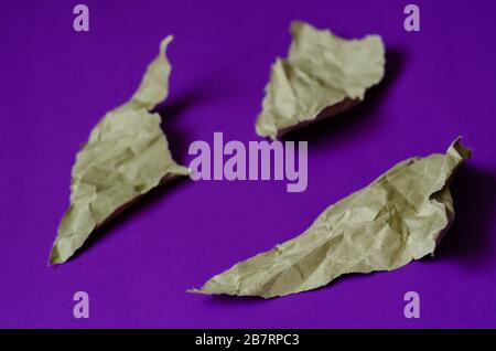 Fond lilas avec morceaux de papier. Trois morceaux de papier déchirés et froissés. La base d'une variété de tâches de conception. Mise au point au premier plan. Fra complet Banque D'Images