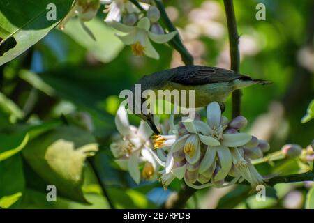 Les oiseaux de soleil et les chasseurs de spiderHunters constituent une famille, Nectarinidae, d'oiseaux de passereaux. Ce sont de petits passants minces du Vieux monde, Banque D'Images