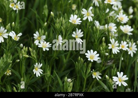 Floraison Grande Stitchwort, Stellaria holostera, croissant dans le hedgeriw au Royaume-Uni. Banque D'Images