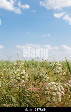 Usine d'hogweed de Sosnowsky, Pologne Banque D'Images