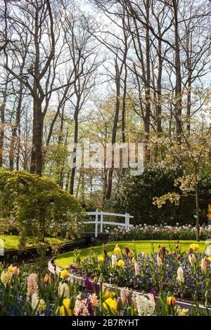 Keukenhof Tulip Garden, Pays-Bas Banque D'Images