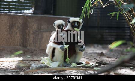 Le sifaka de Coquerel- Propitecus coquereli Banque D'Images