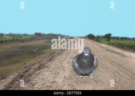 gros plan sur un beau pigeon gris sur un fond flou. Banque D'Images