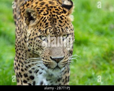 Léopard sri lankais Panthera pardus kotiya. Banque D'Images