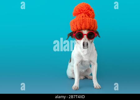 Chien au chapeau Banque D'Images