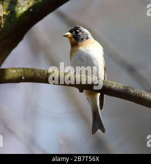 Olomouc, République tchèque. 17 mars 2020. Brambling (Fringilla montifringilla) assis sur la branche à Olomouc, République tchèque, 17 mars 2020. Crédit: Ludek Perina/CTK photo/Alay Live News Banque D'Images