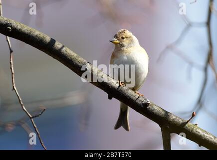 Olomouc, République tchèque. 17 mars 2020. Brambling (Fringilla montifringilla) assis sur la branche à Olomouc, République tchèque, 17 mars 2020. Crédit: Ludek Perina/CTK photo/Alay Live News Banque D'Images