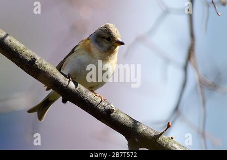 Olomouc, République tchèque. 17 mars 2020. Brambling (Fringilla montifringilla) assis sur la branche à Olomouc, République tchèque, 17 mars 2020. Crédit: Ludek Perina/CTK photo/Alay Live News Banque D'Images